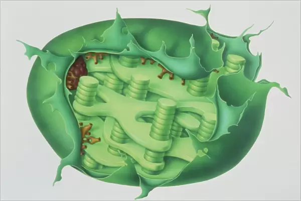 Cutaway illustration of plant chloroplast