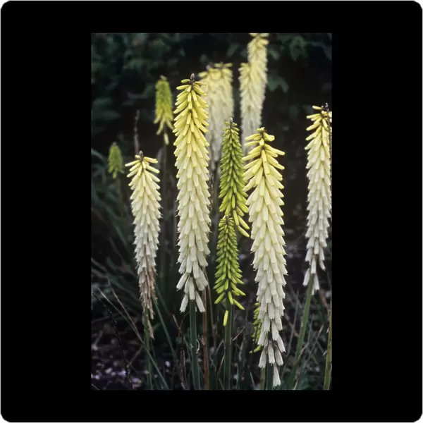 Red hot poker (Kniphofia Little Maid )
