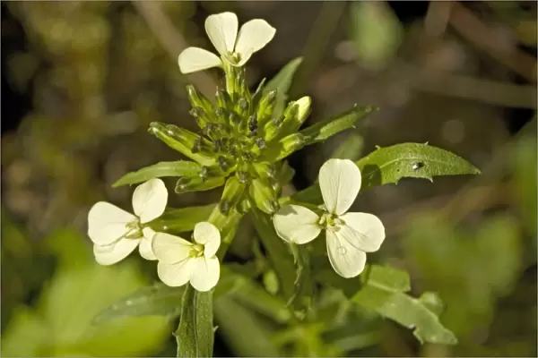 Wallflower (Erysimum wittmannii)