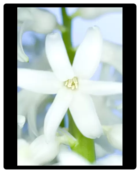 Hyacinth (Hyacinthus sp. )