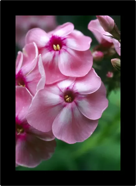 Garden phlox flowers (Phlox paniculata)
