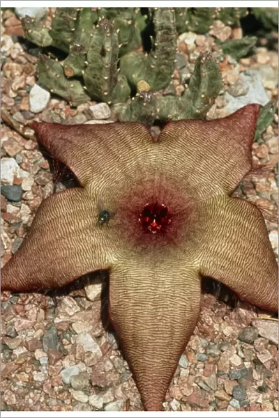 A carrion flower, Stapelia schinzii