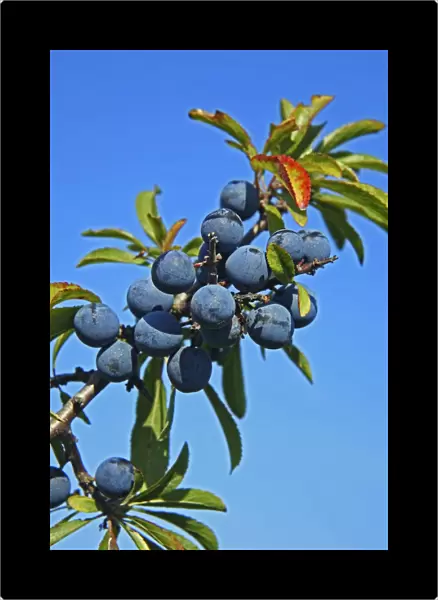 Sloe berries (Prunus spinosa)