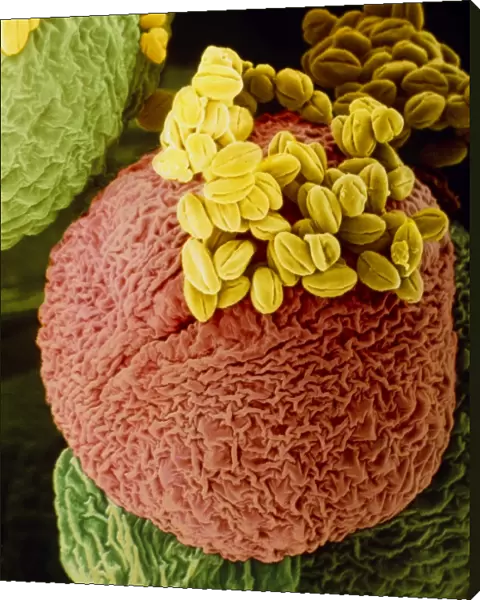 Anther and pollen of Euphorbia flower