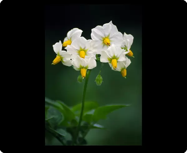 Potato flowers (Solanum tuberosum)