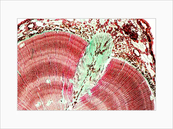 Pine tree stem, light micrograph