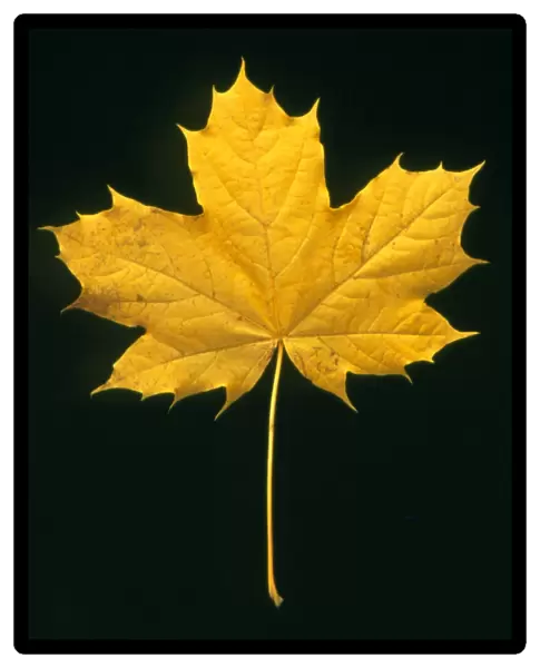 Autumn colour in a maple leaf