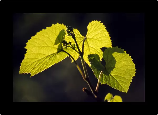 Amur river grape leaves (Vitis amurensis)