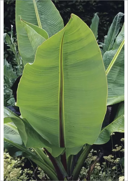 Giant wild banana leaves