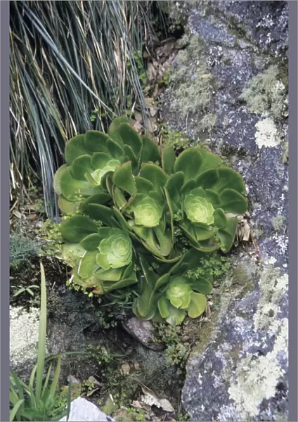 Aeonium plants