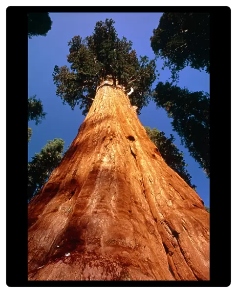 Giant Sequoia General Sherman
