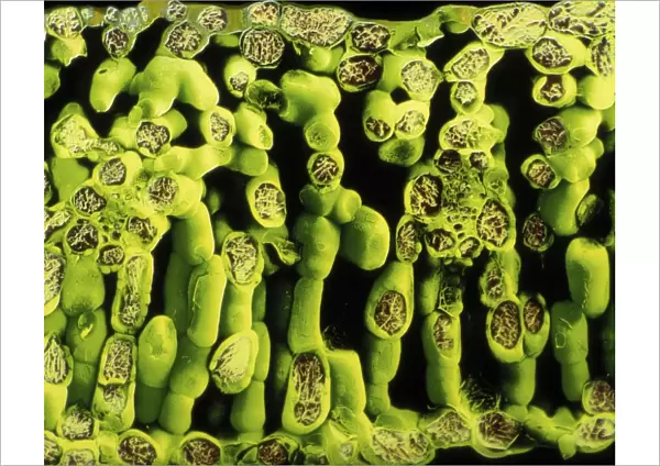 Cells in a fractured turnip leaf