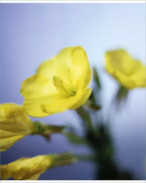 Evening primrose flowers