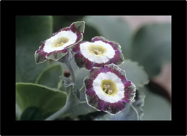 Show auricula Astolat flowers