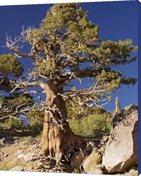 Western juniper (Juniperus occidentalis)