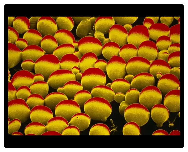 False-colour SEM of yeast cells