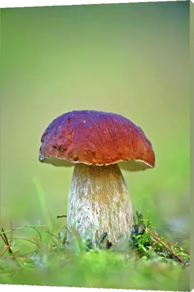 Cep mushroom (Boletus edulis)