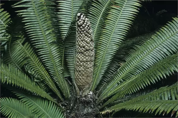Male cycad cone (Dioon sp. )