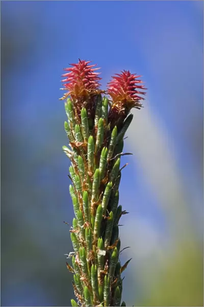 Scots pine female flowers