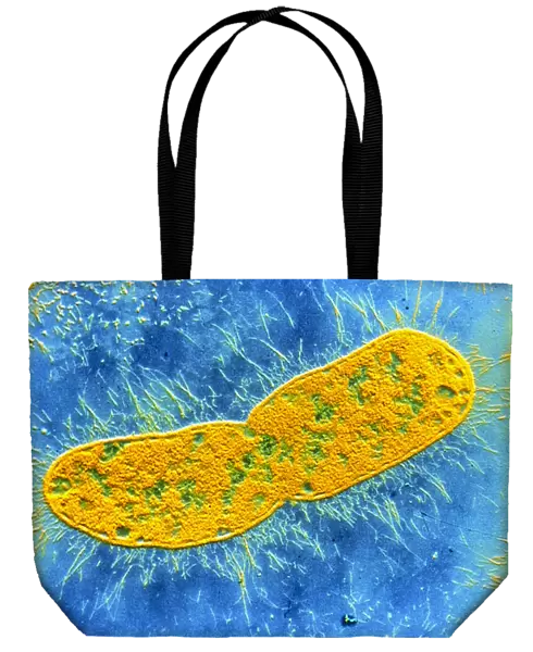 Klebsiella pneumoniae bacterium