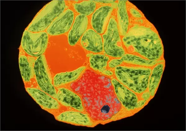 Chloroplasts in protoplast of tobacco