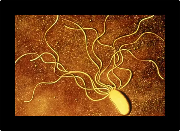 Art of a Salmonella-like bacterium