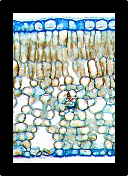 Tea leaf, light micrograph