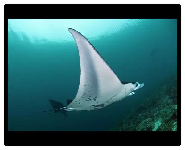 Manta ray (Manta birostris). This is the worlds largest ray