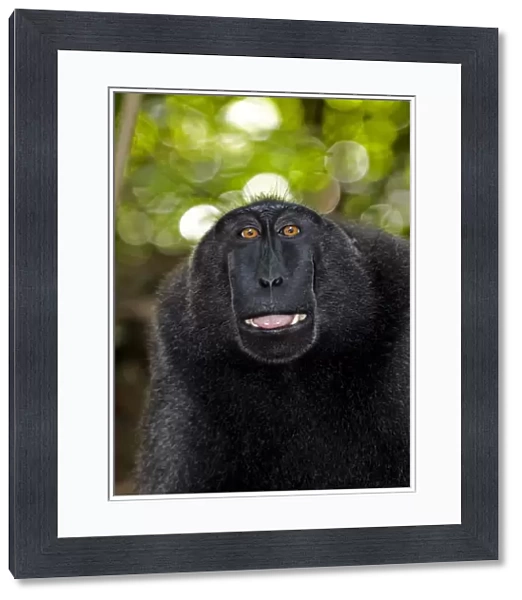 Crested black macaque lipsmacking