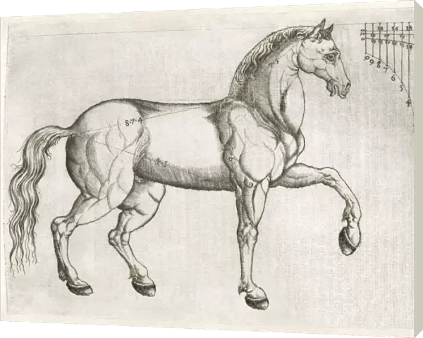 Horse anatomy, 16th century artwork