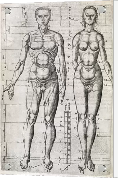 Human anatomy, 16th century artwork