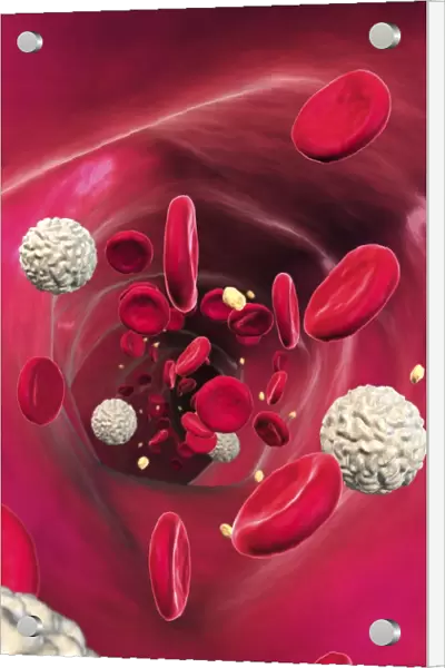Blood cells in blood vessel, artwork
