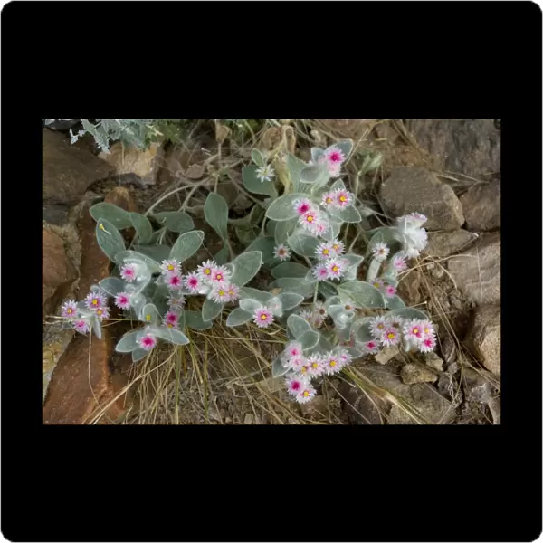 Edelweiss (Helichrysum roseo-niveum)