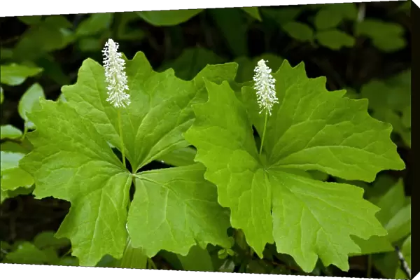 Vanilla leaf (Achlys triphylla)