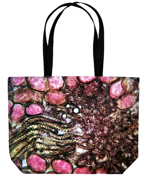 Liverwort spore elaters, light micrograph