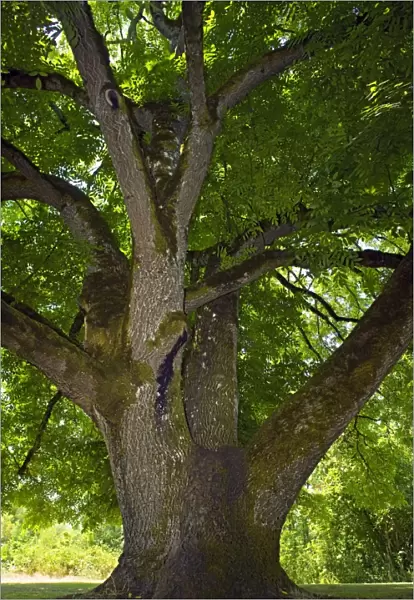 Black walnut (Juglans nigra) tree