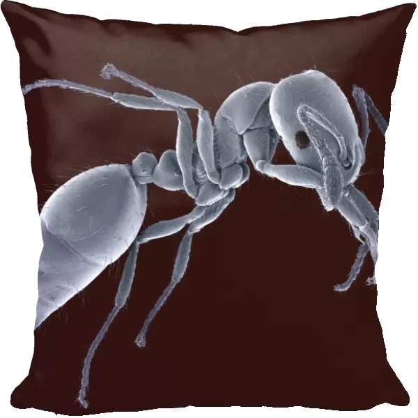 Ant, SEM. Ant (family Formicidae), coloured scanning electron micrograph (SEM)