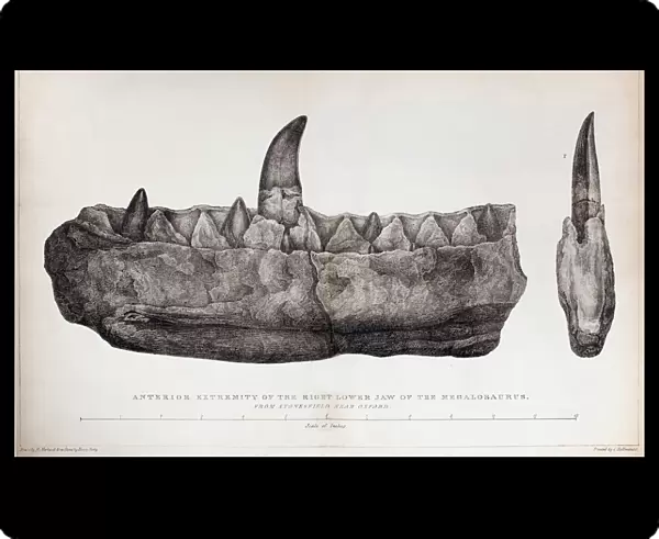 1824 Bucklands Megalosaurus jaw no tint