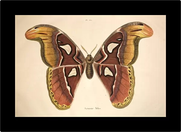 1797 Atlas Moth illustration