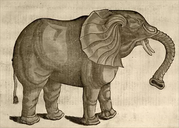 1607 Elephant by Topsell age toned
