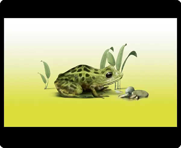 Vegas Valley leopard frog, artwork