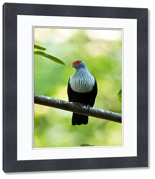 Seychelles blue pigeon