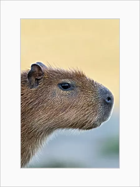 Capybara. Close-up of the head of a capybara (Hydrochoerus hydrochaeris)