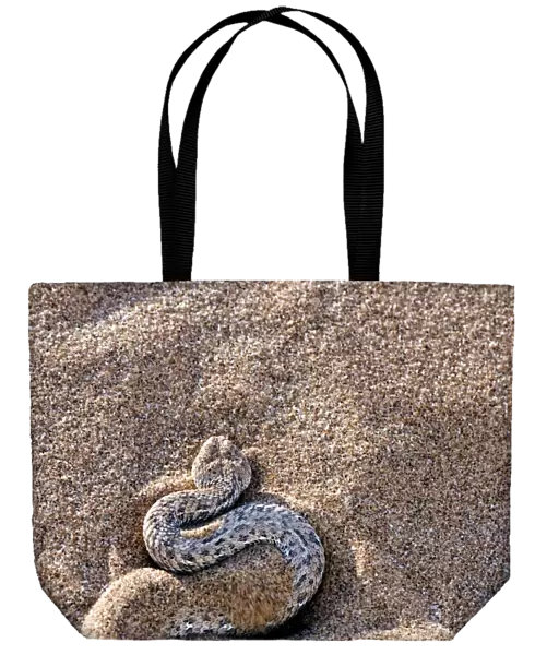 Peringueys adder burying itself in sand