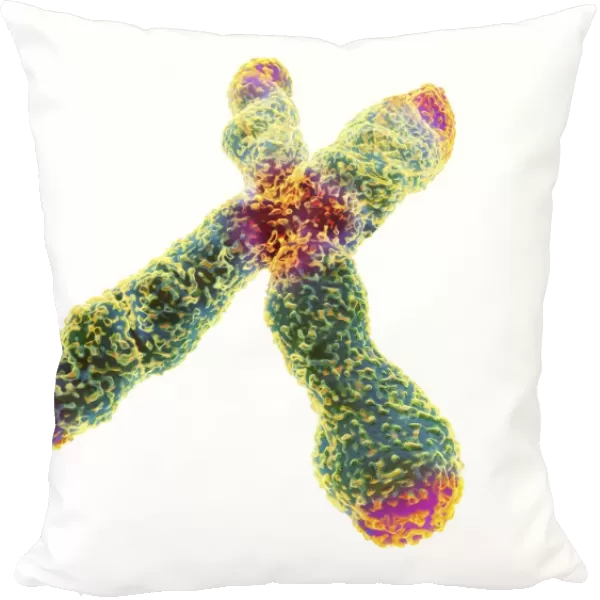X chromosome, centromere and telomeres