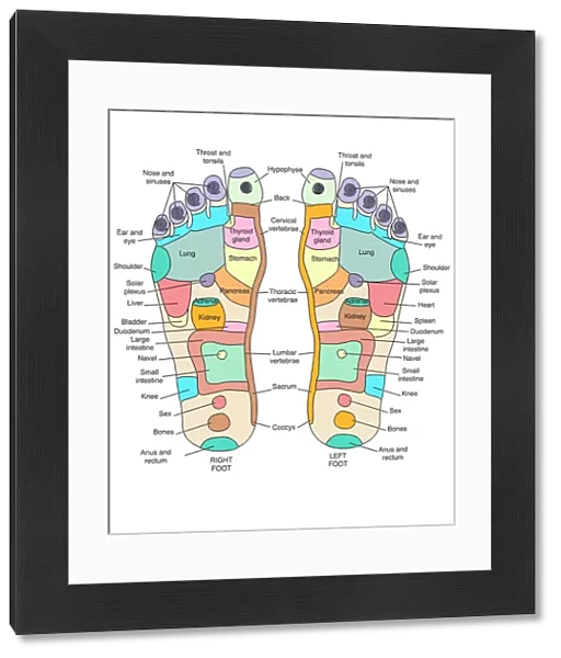 Reflexology foot map, artwork