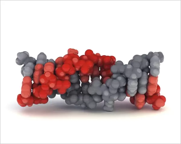 Z-DNA molecule