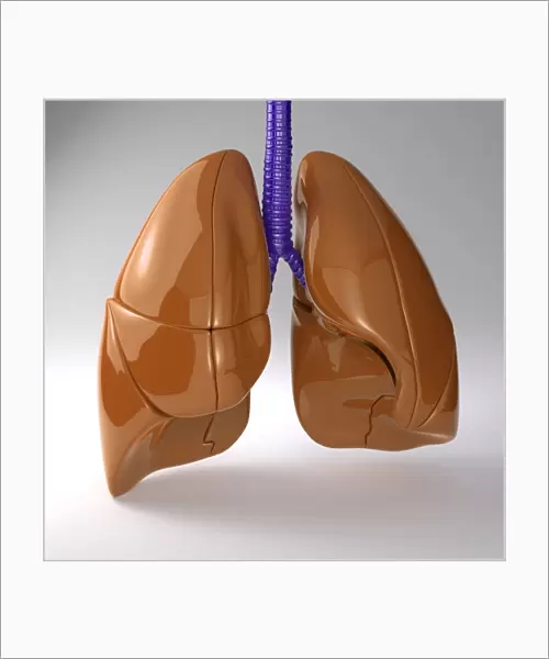 Respiratory system, artwork