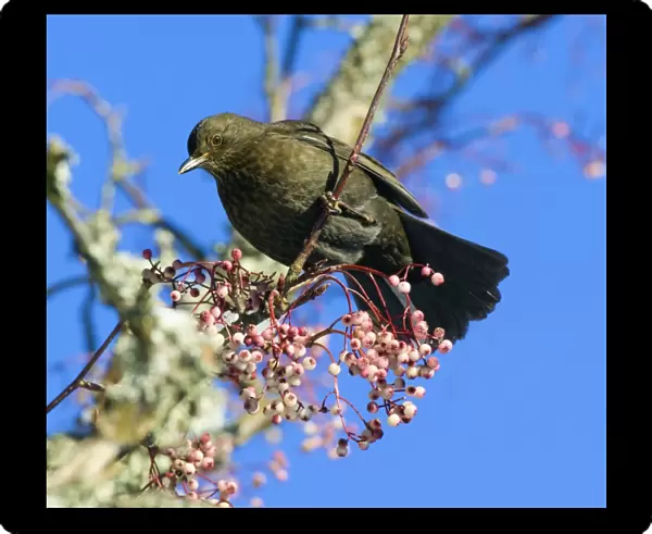 Blackbird female feeding on berries