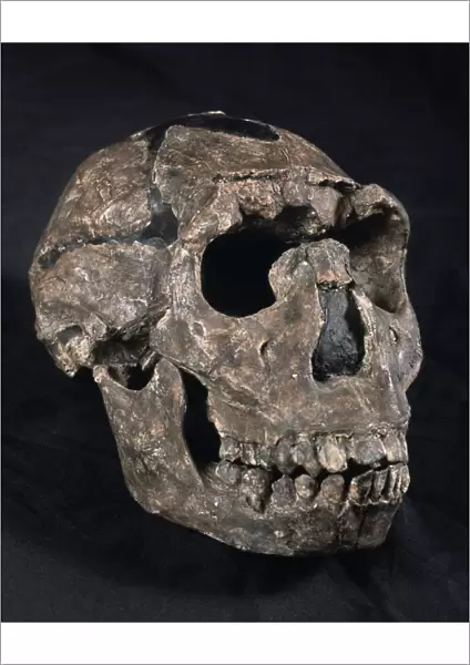Turkana Boy skull